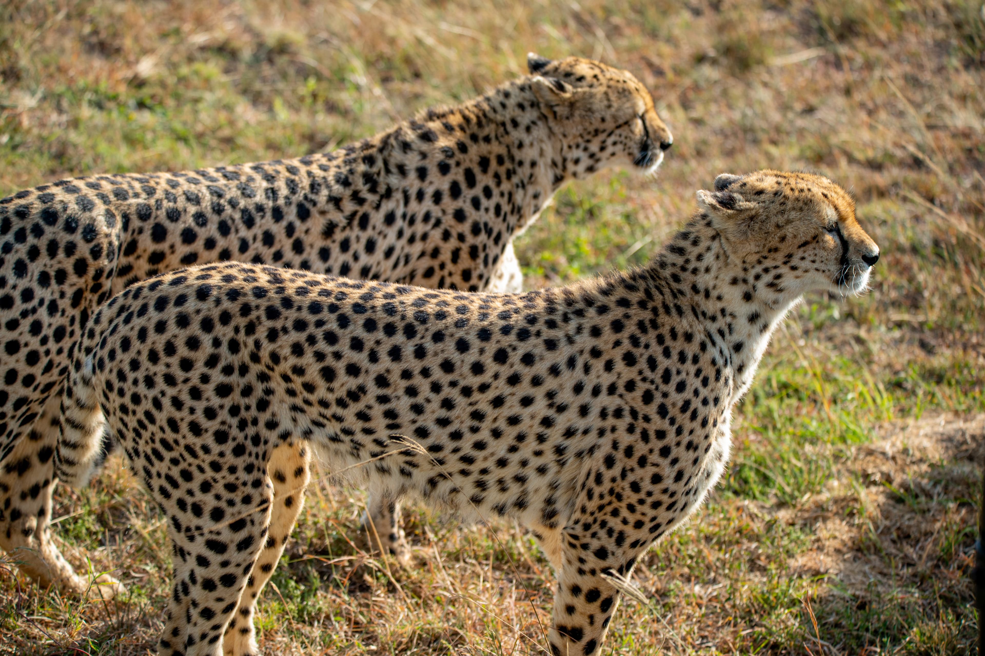 Maasai Mara-Low Season Edition